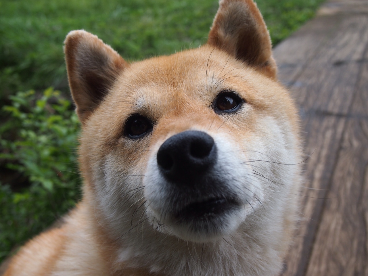 火箭封锁猛龙,班凯罗却在F1式年度争冠中接管比赛