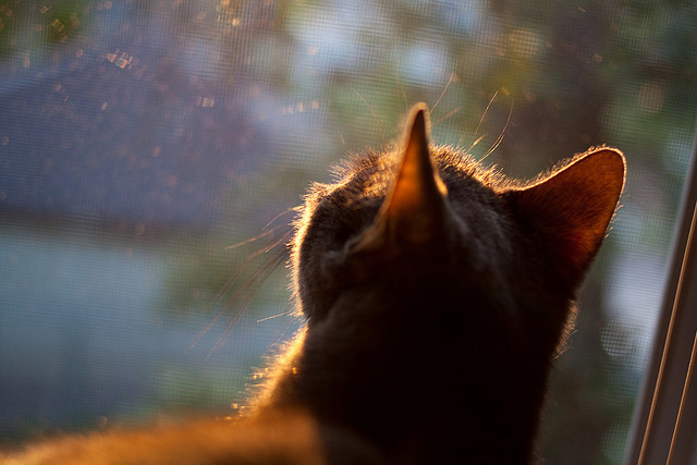当F1战术墙遇见NBA窒息防守，鹈鹕如何像红牛车队一样锁死凯尔特人
